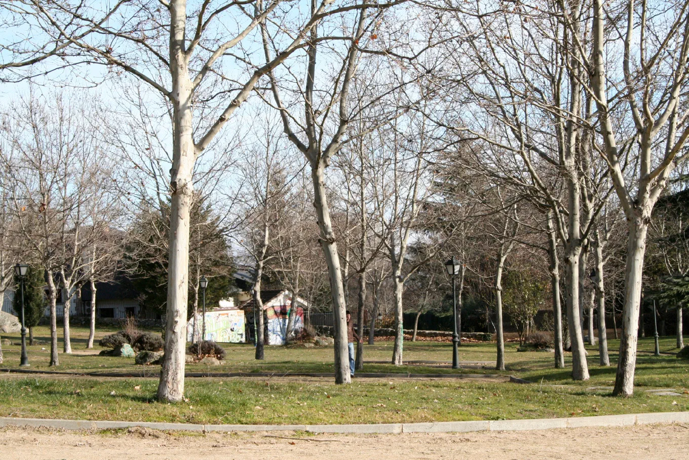 Árboles sin hojas en un parque, en invierno