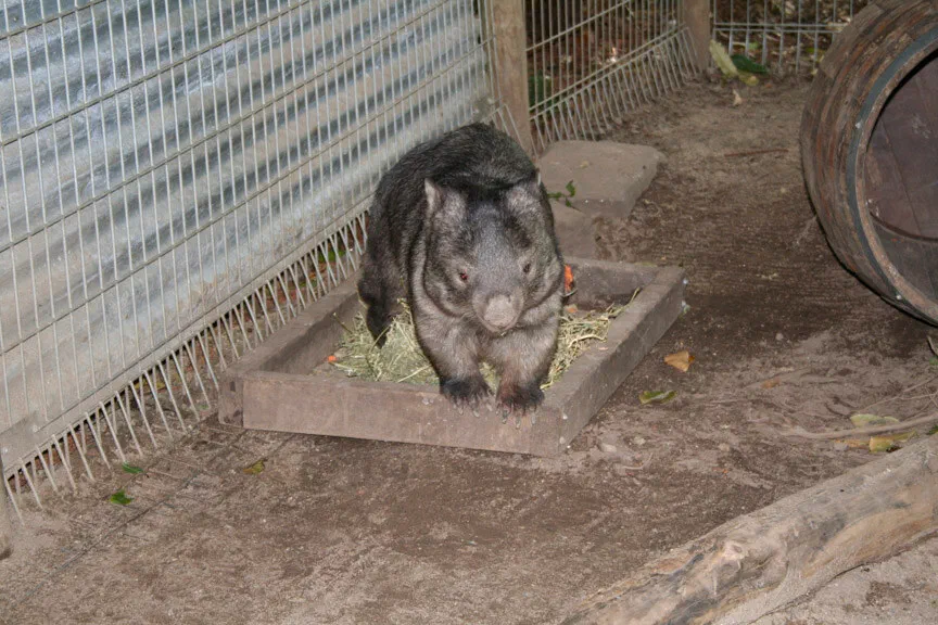 Un wombat en su recinto