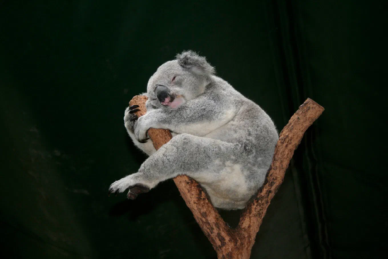 Un koala agarrado a una rama