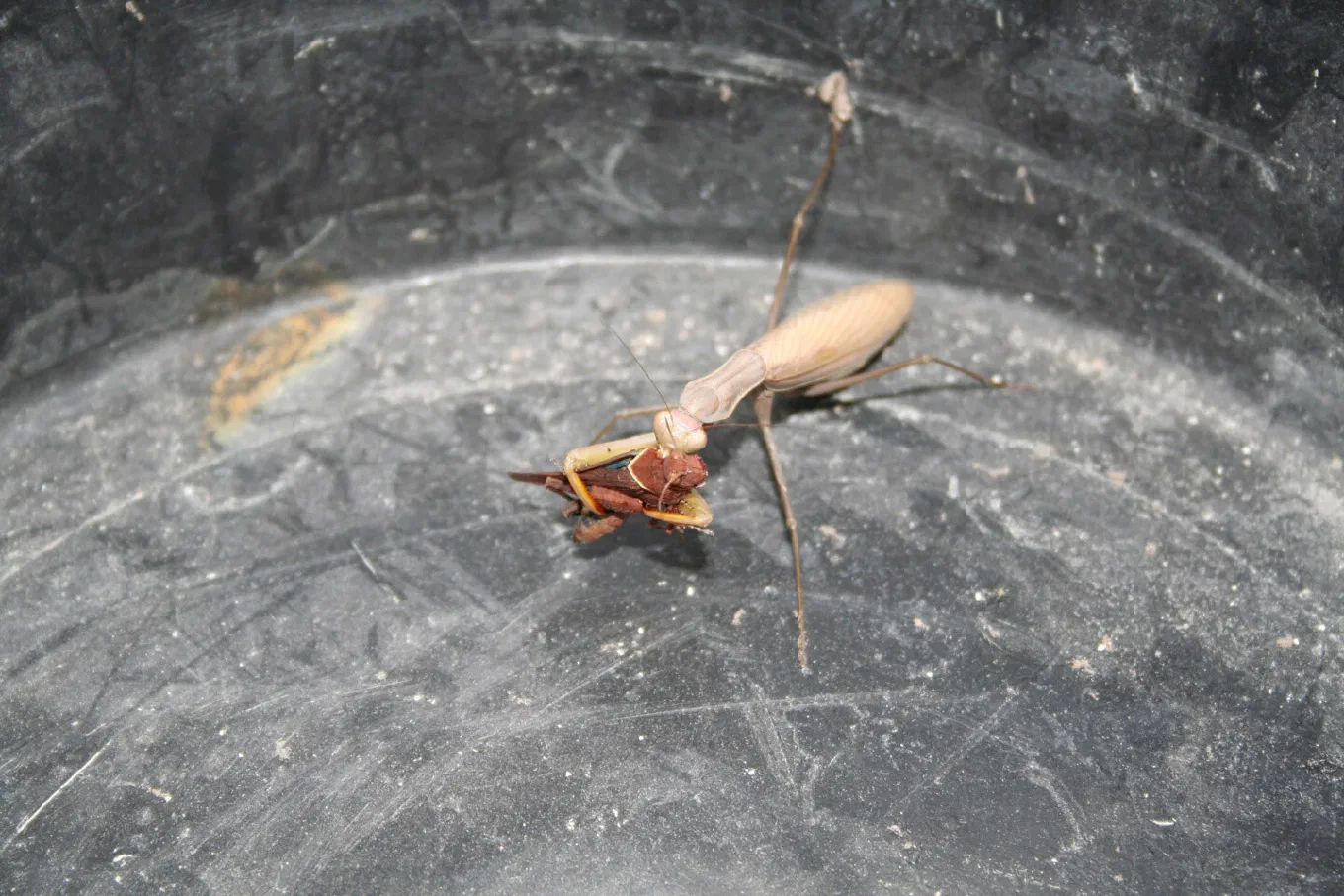 Un insecto de patas largas sobre una superficie gris