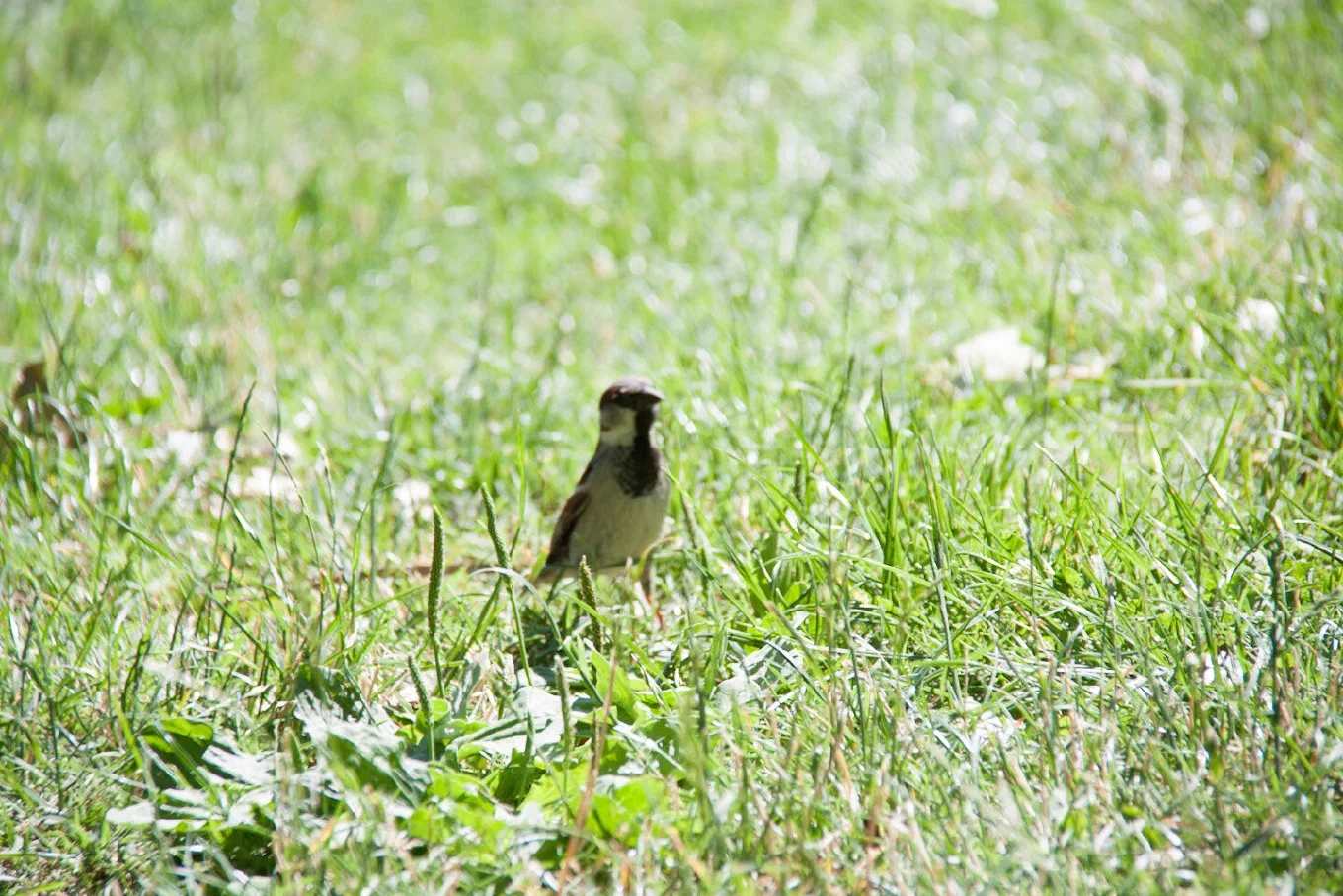Un pájaro pequeño en la hierba