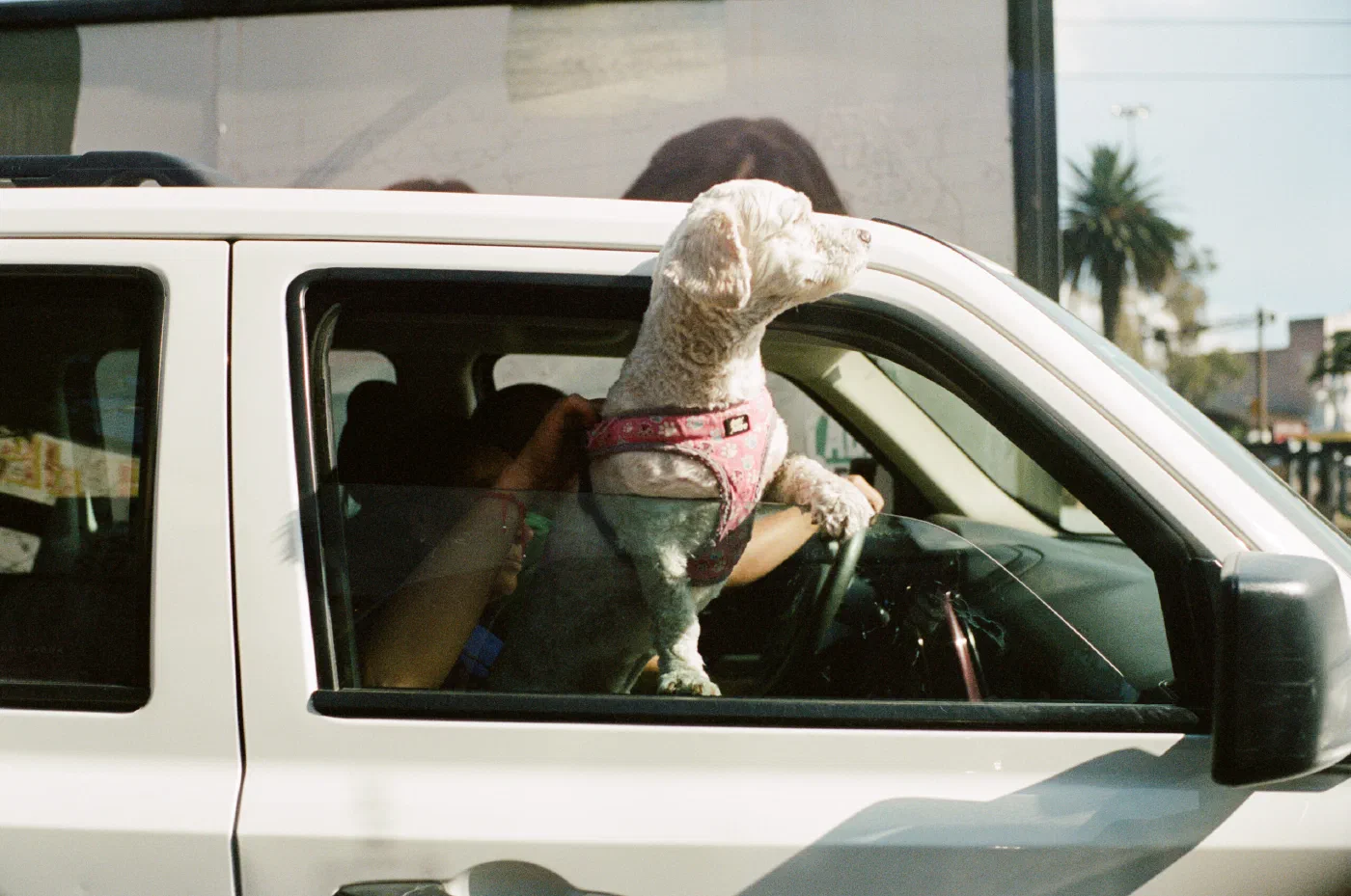 Dog looking out of a car