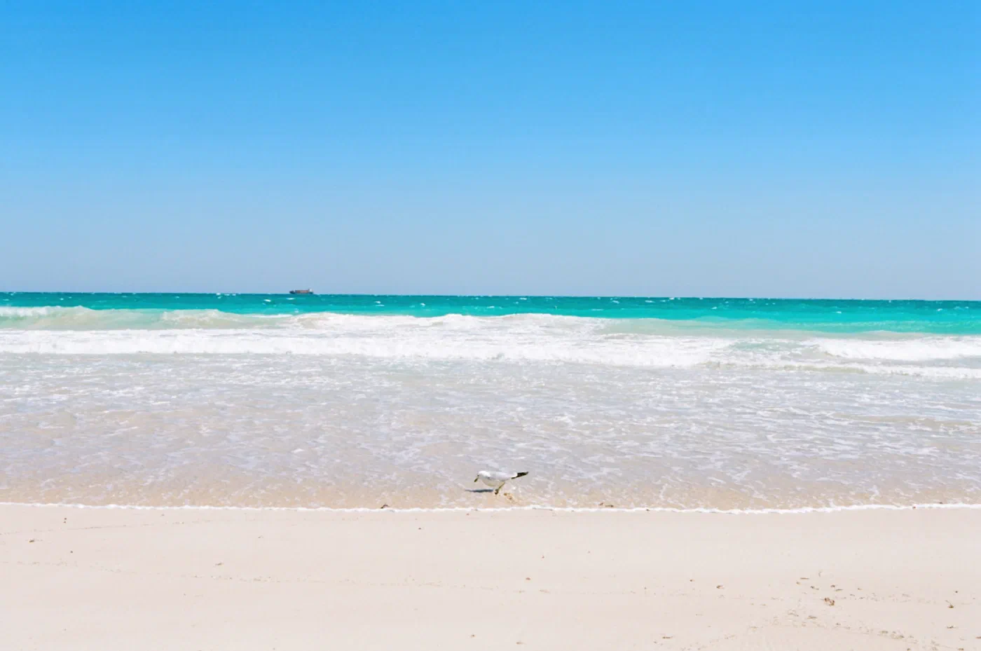 Picture of a beach with a seagul