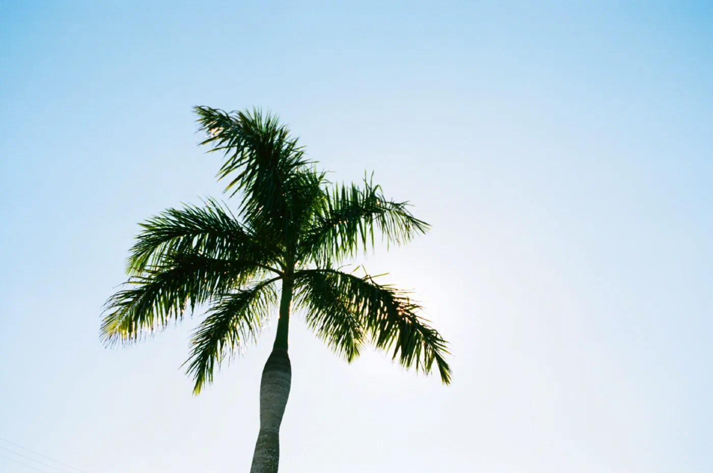 Color picture of a palm tree