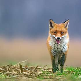 Foxy Foxtrot by Mike Muizebelt (mmfoto)) on 500px.com